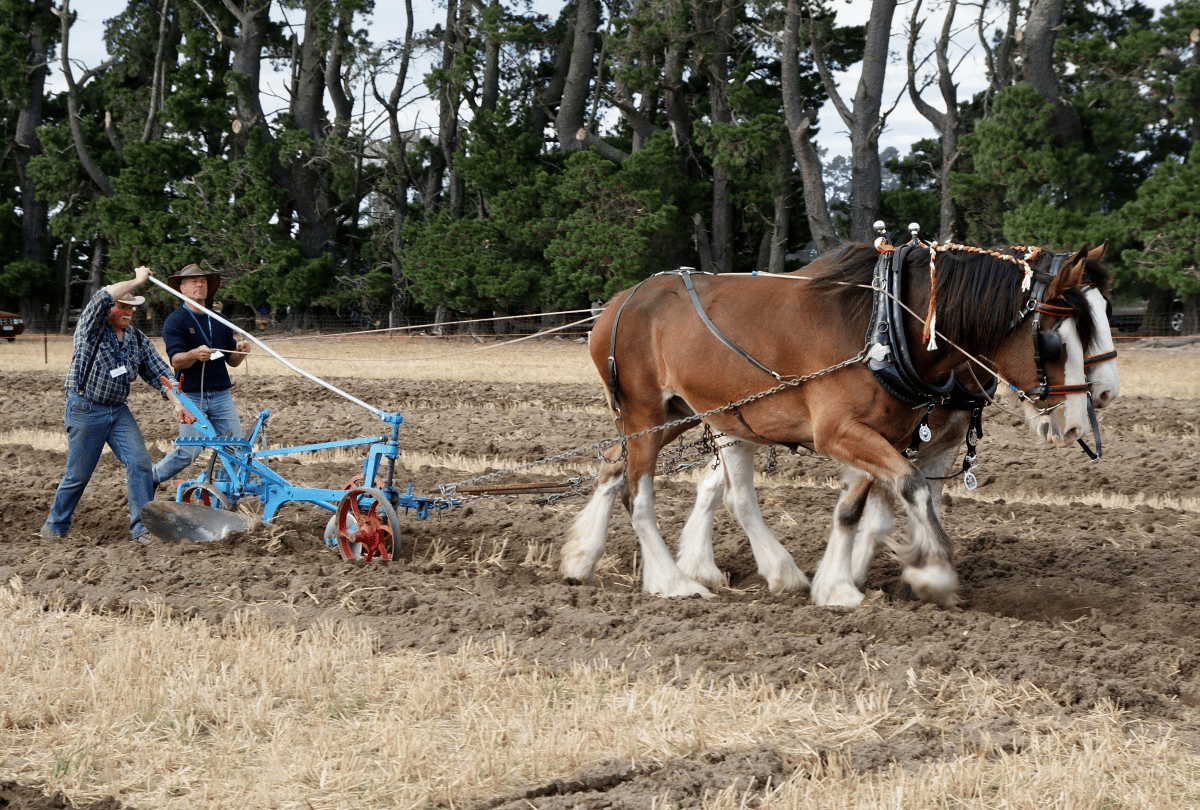 Um crawler e um scraper são semelhantes a um cavalo e um arado.